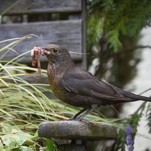 Eurasian Blackbird