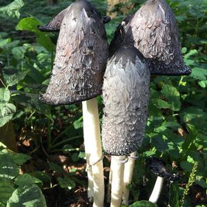 Shaggy Mane