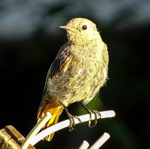 Black Redstart