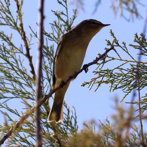 Common Chiffchaff