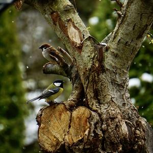 Great Tit