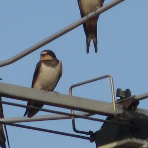 Barn Swallow