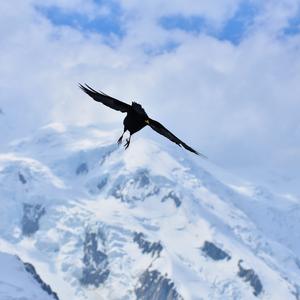 Yellow-billed Chough