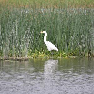 Great Egret