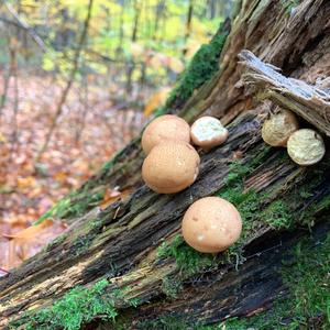 Stump Puffball