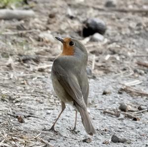 European Robin