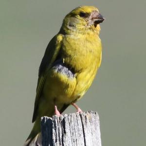 European Greenfinch