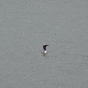 Arctic Loon