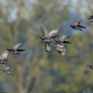 Common Starling