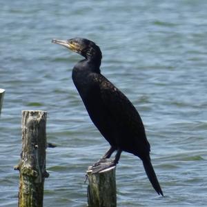 Great Cormorant