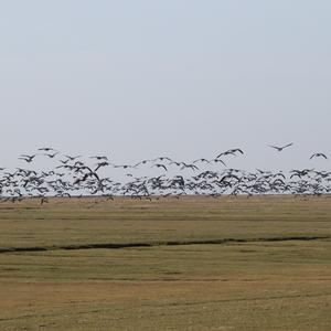 Barnacle Goose