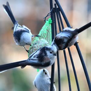 Long-tailed Tit