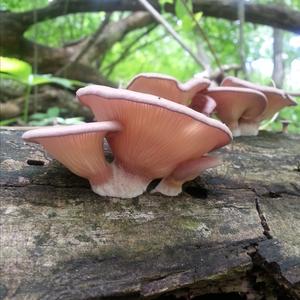 Oyster Mushroom