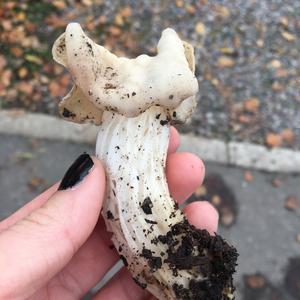 Fluted White Helvella