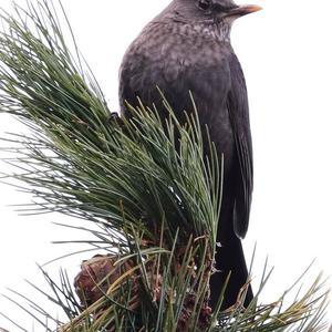 Eurasian Blackbird