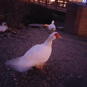 Muscovy Duck