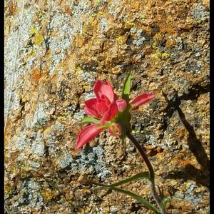 Unknown Species