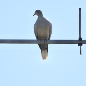 Eurasian Collared-dove