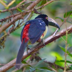 Black-necked Aracari