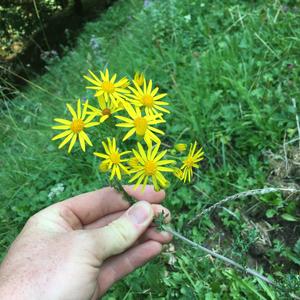 Unknown Species