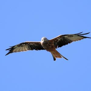 Red Kite