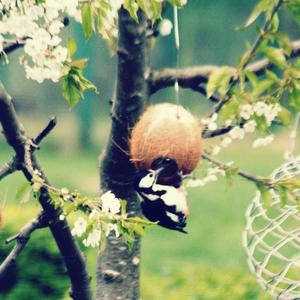 Great Spotted Woodpecker