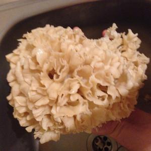 Eastern Cauliflower Mushroom