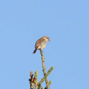 Red-backed Shrike