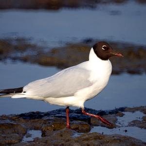 Black-headed Gull