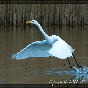 Great Egret