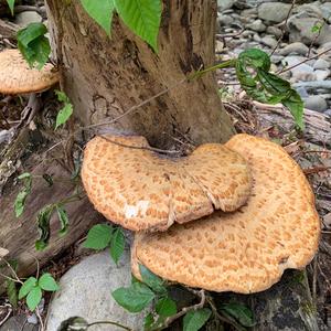 Dryad`s Saddle