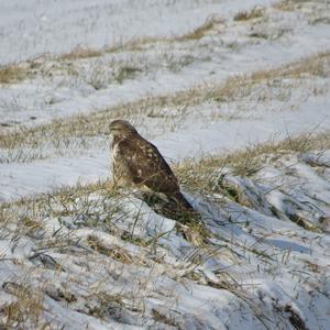 Common Buzzard