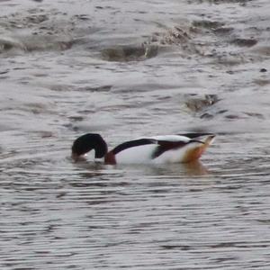 Common Shelduck