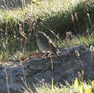 Water Pipit