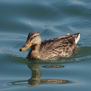 Mallard