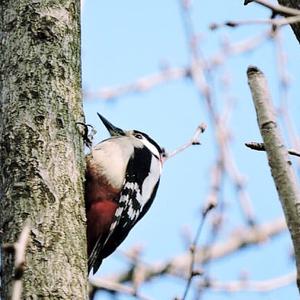 Great Spotted Woodpecker