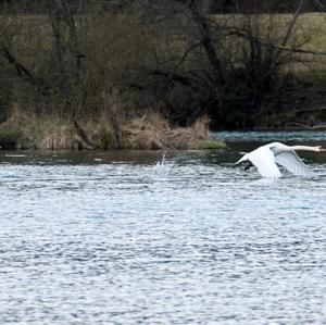 Mute Swan