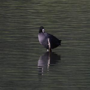 Common Coot