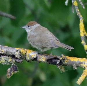 Blackcap