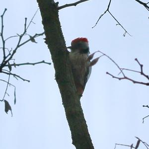 Middle Spotted Woodpecker