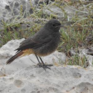 Black Redstart