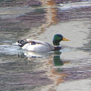 Mallard