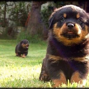 Rottweiler