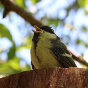 Great Tit