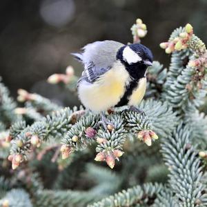 Great Tit