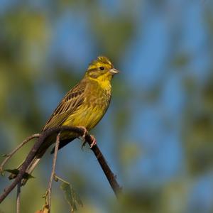 Yellowhammer