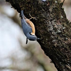 Wood Nuthatch