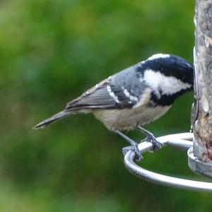 Coal Tit