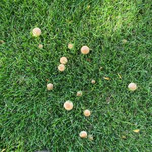 Agaricus impudicus