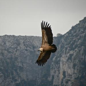 Griffon Vulture